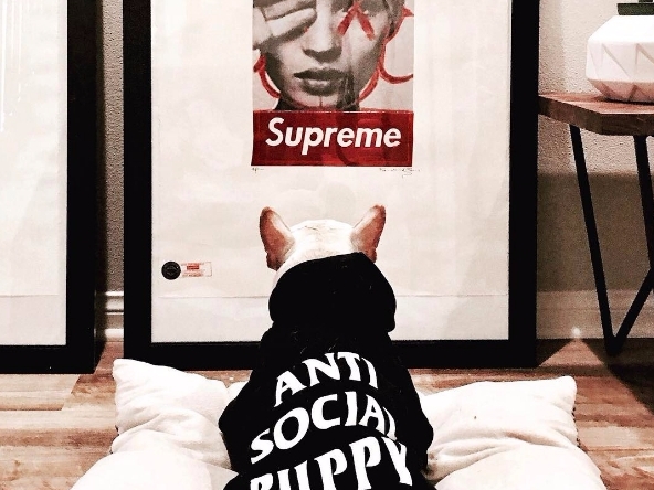 專為潮人的寵物而設！就讓你的愛犬跟你一起穿上 Anti Social Club 、Off-White 、Yeezy 等潮物！