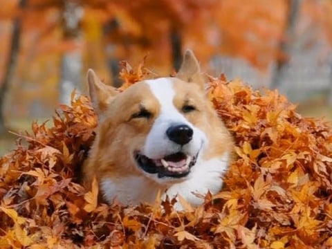 柯基犬基因超強大　8 種與柯基混種的可愛萌犬！