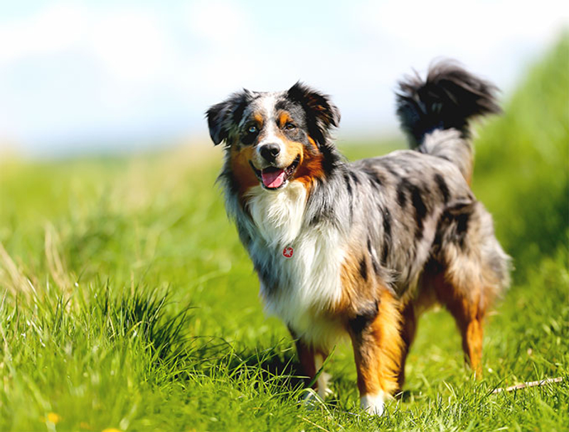 柯基犬基因超強大8 種與柯基混種的可愛萌犬 Juksy 街星