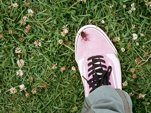 Stüssy X Vans 加州風情極致釋放，今夏最西岸的聯乘就在 6/23 Stüssy Taipei