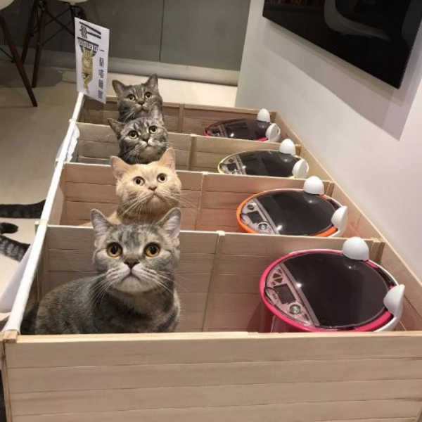 這位飼主蓋了迷你版的「一蘭拉麵」　4 隻貓咪排排坐用餐超可愛！