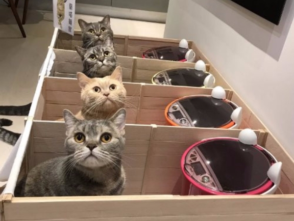 這位飼主蓋了迷你版的「一蘭拉麵」　4 隻貓咪排排坐用餐超可愛！