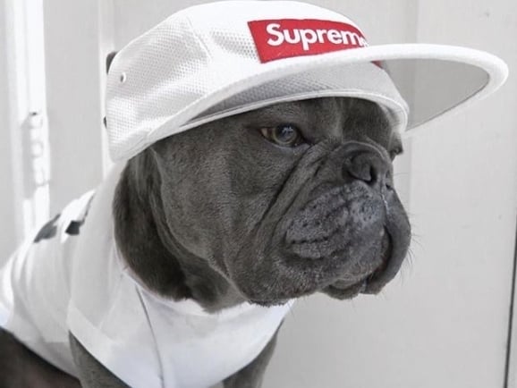 為家中愛犬換上潮 Tee 吧！  這些毛小孩可能穿的比你還潮