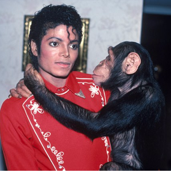 曾是麥可·傑克森最知名的寵物猩猩　現在 34 歲的牠於救援會賣畫維生！