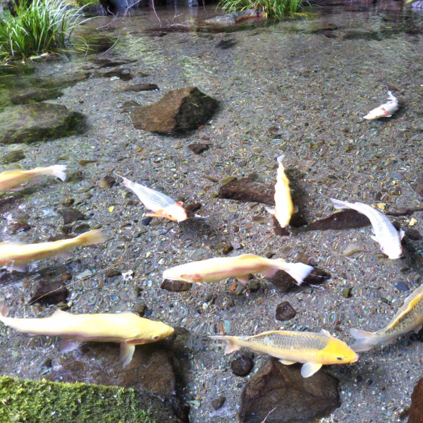 你看得到水嗎？日本箱根必訪瀑布太清澈　網友驚呼：魚簡直像是在浮著游泳！