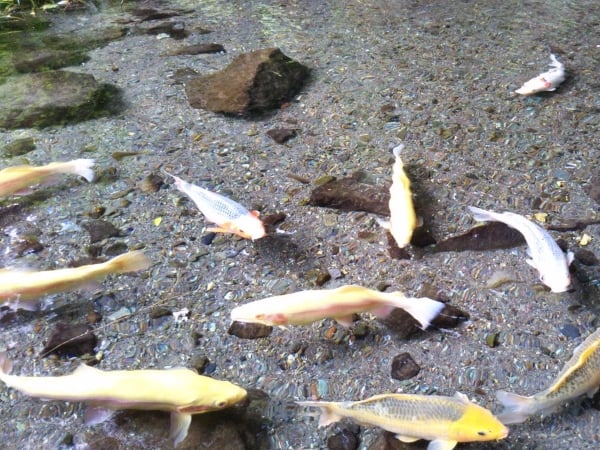 你看得到水嗎？日本箱根必訪瀑布太清澈　網友驚呼：魚簡直像是在浮著游泳！