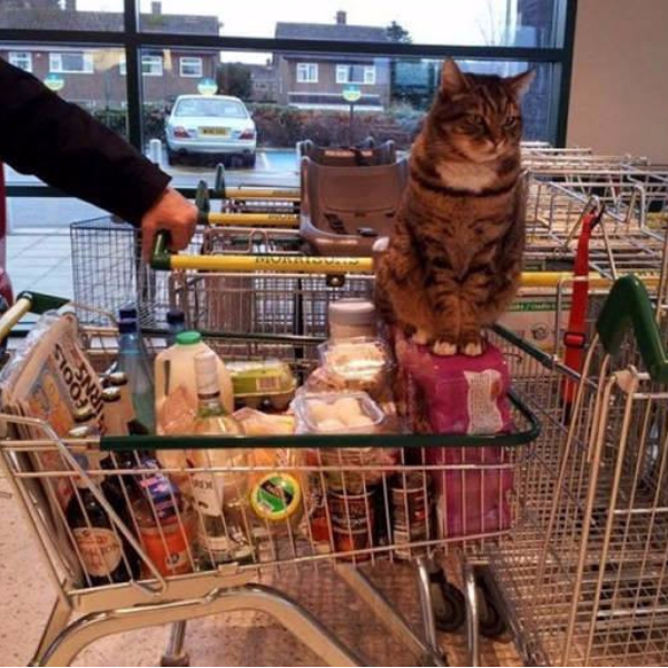 感動！這隻每天來超級市場玩耍的貓咪逝世　顧客籌錢幫牠造紀念銅像！