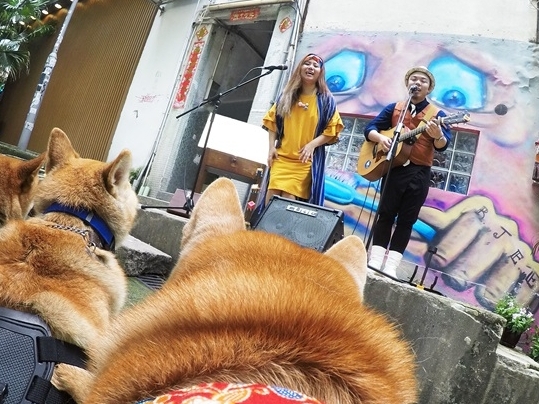 超萌！柴犬視角帶你遊香港舊城中環