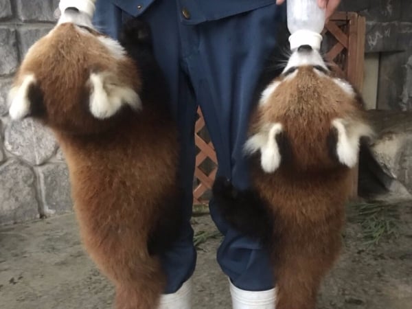 好想餵！2 隻小貓熊撲上飼養員搶喝奶　畫面太治癒萌翻網友！