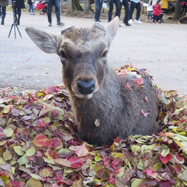 奈良的鹿鹿發明了一個「所有動物都想學」的超萌「取暖」方法