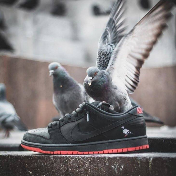 【鞋餓份子】今年第一送！Nike SB Staple Pigeon 黑鴿王免費讓你抓回去養