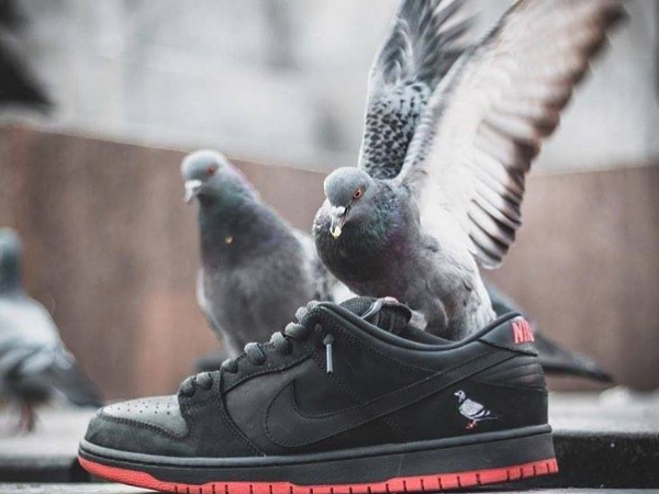 【鞋餓份子】今年第一送！Nike SB Staple Pigeon 黑鴿王免費讓你抓回去養