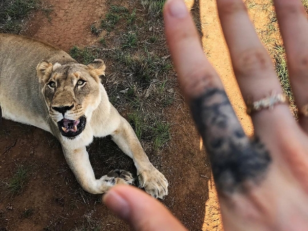 模特兒不易當!為拍攝美照,Cara Delevingne 要與獅子作超近距離接觸!