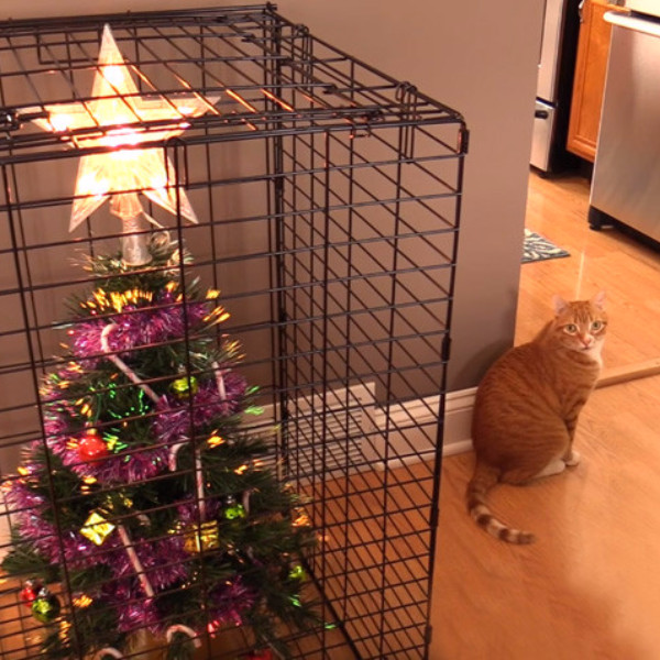 貓奴一定懂！為了防備「摧毀狂」貓咪　這些主人只好將聖誕樹這樣擺...