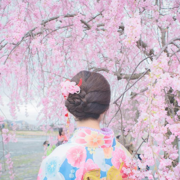 不用跑去日本！夢幻「粉色櫻花漸層花海」仙氣滿分，花開五成賞櫻趁現在！