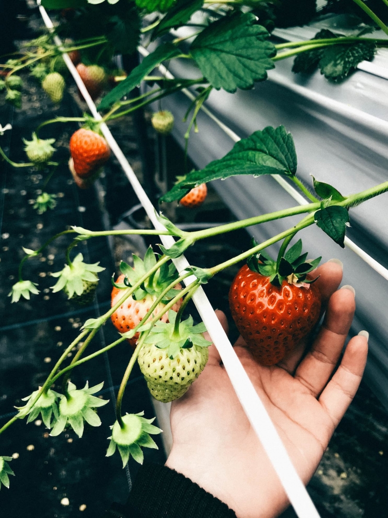會津 若松市北部 草莓園 紅臉頰 幸福果實