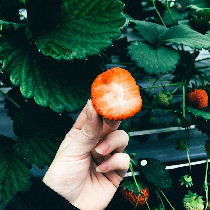 會津若 松市北部 草莓園 紅臉頰 幸福果實