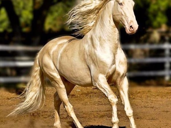 億萬身價遠超法拉利！「金色汗血寶馬」夢幻至極，獲封「世界最美」！