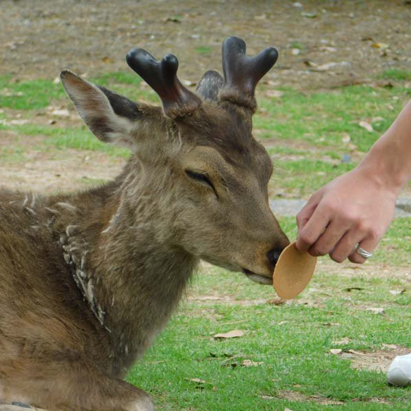 千萬別選黃金周去奈良！爆多觀光客狂餵仙貝　鹿群吃太飽都處於閉眼「禪修」狀態！