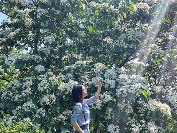 假日不准當廢物！浪漫五月雪，盤點台灣三處打卡勝地把握最佳賞「桐」季