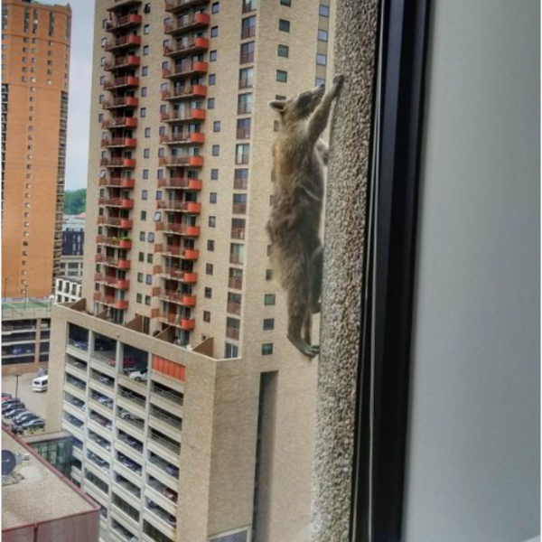 一隻浣熊受困大膽爬 25 層高樓爆紅　美國網友狂看直播為牠加油打氣！