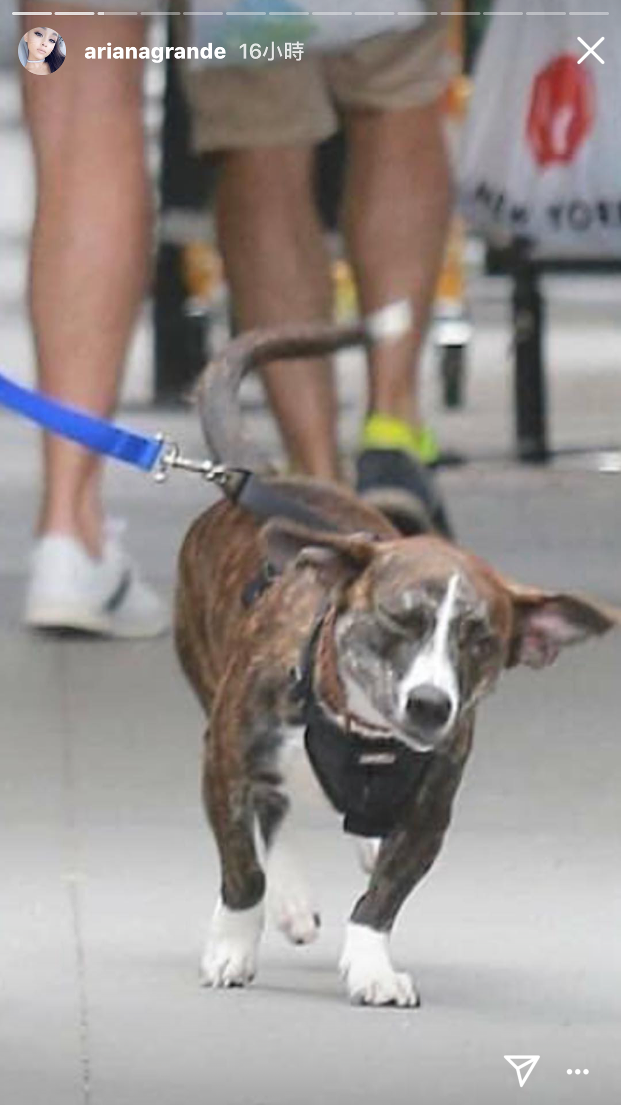 Ariana 近期收養前男友 Mac Miller 愛犬 Myron！粉絲直呼：「這是我看過最貼心的事」