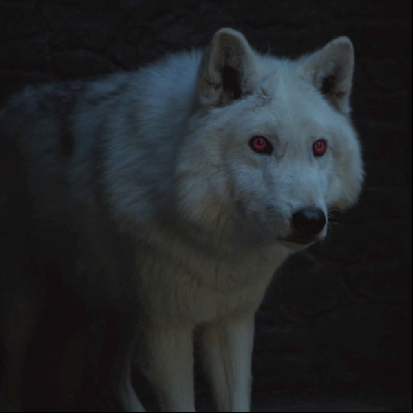 瓊恩雪諾冰原狼將在《權力遊戲》最後一季回歸　白靈第 7 季完全沒出現的原因是...