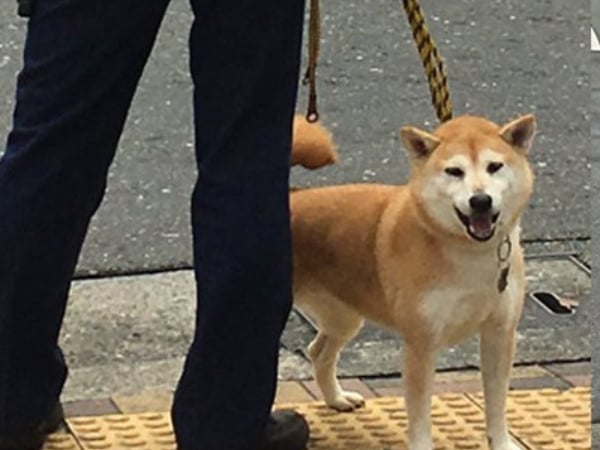 最失職的警犬？日本網友街頭直擊警察大人搭配失控阿柴！