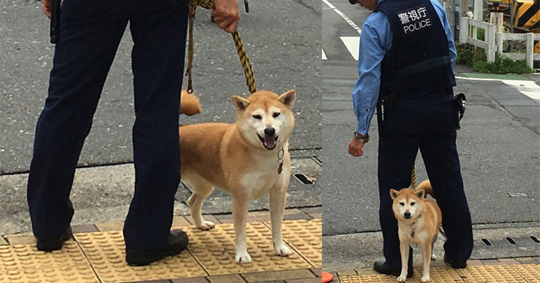 最失職的警犬 日本網友街頭直擊警察大人搭配失控阿柴 Juksy 街星