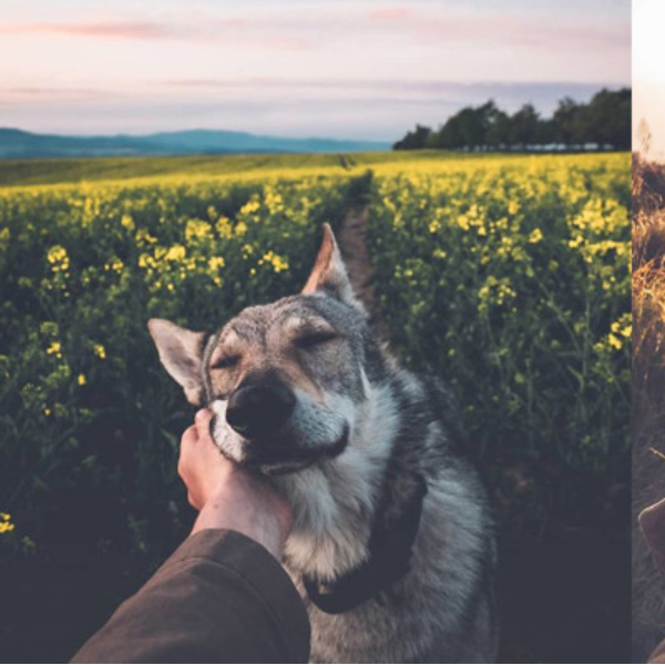 看膩#followme公式旅行美照?這位攝影師的愛犬版本讓你從心底暖起來！