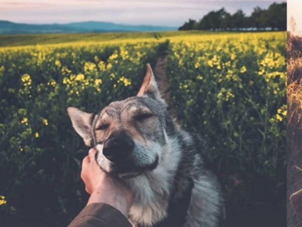看膩#followme公式旅行美照?這位攝影師的愛犬版本讓你從心底暖起來！