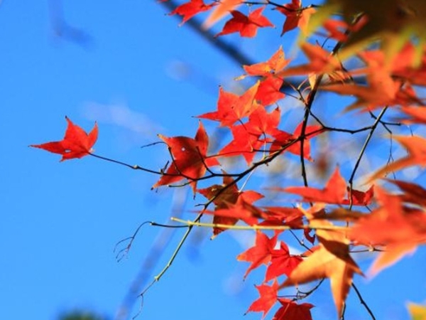 不用出國也能賞紅葉！台灣賞楓 5 大熱點推薦、楓紅預測報你知