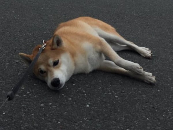 對付史上最無賴的柴犬，主人想到這招破解，讓所有人都融化了！