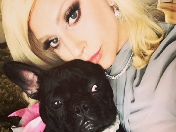 加州大火 Lady Gaga 只帶愛犬和馬匹逃出豪宅　大量網友調侃：妳養的那些雞呢？