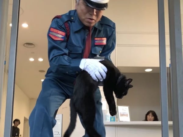 兩隻貓咪總想闖入日本美術館「參觀」網路爆紅　日復一日被門口警衛伯伯給攔下來！