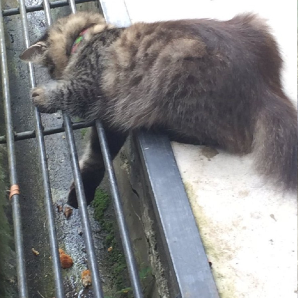 貓咪不小心把雞塊掉進水溝裡　小短手撿不到讓網友萌翻：求求你快幫助牠！