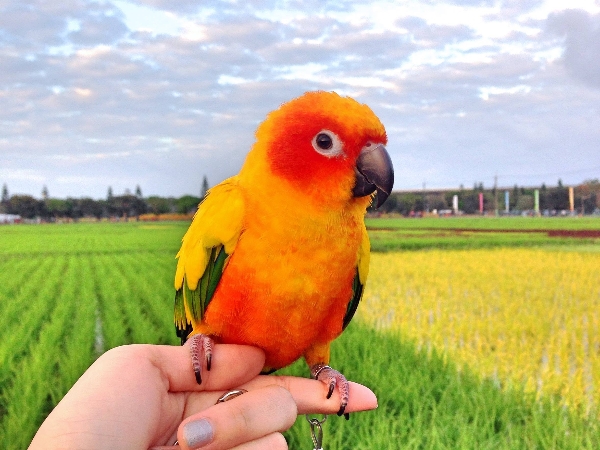 人際關係不順？日本占卜師推出 4 種動物心理測驗　2019 年想轉運看這邊！