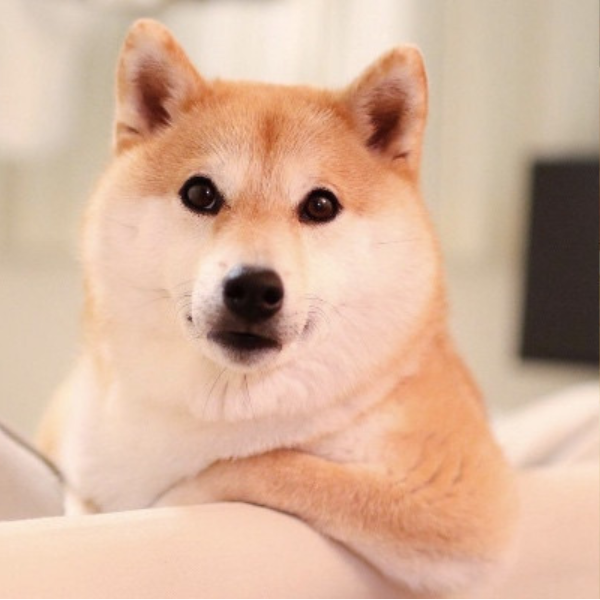 日本「犬」類寫真銷售冠軍！超神柴犬長得可愛擁有高人氣，還能兼職保母 10 秒搞定哭鬧的寶寶！