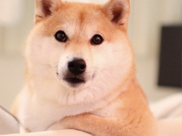 日本「犬」類寫真銷售冠軍！超神柴犬長得可愛擁有高人氣，還能兼職保母 10 秒搞定哭鬧的寶寶！