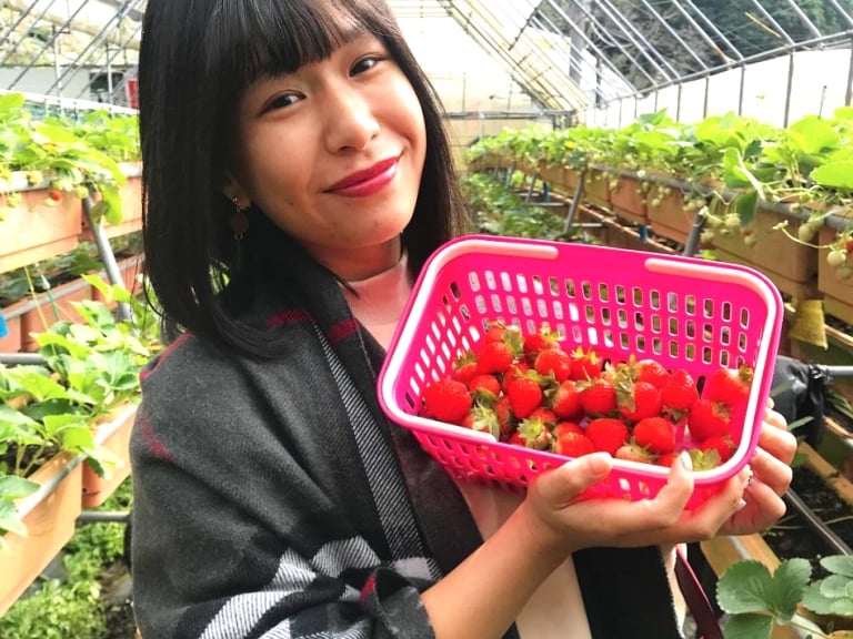 新年春遊「草莓小旅行」紅翻天！從產地到餐桌大喫草莓風味餐
