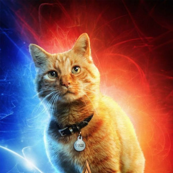 最搶眼的是牠？《驚奇隊長》試映會上觀眾最愛的是角色竟是「主角養的貓」？！