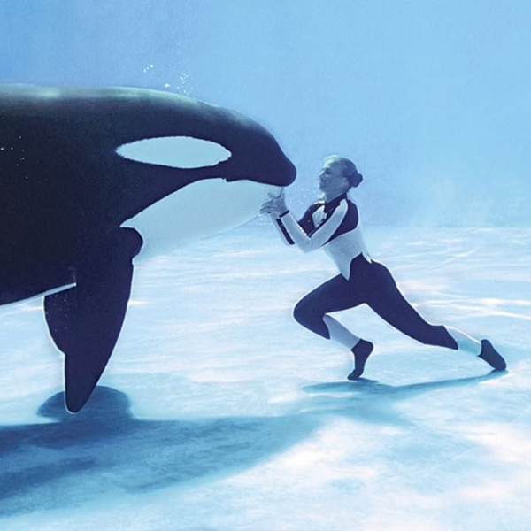 推薦「平常不看的人也會愛上」紀錄片 Top 6　動物訓練師被朝夕相處的虎鯨拖入水中殺死⋯
