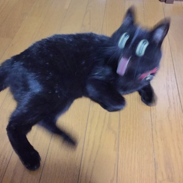 奇蹟一瞬間！日本流行起曬出「貓咪拍壞照片」比賽　大量崩壞喵星人笑翻網友！