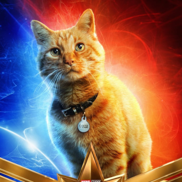 貓奴們尖叫吧！《驚奇隊長》出奇招宣傳　請來「主角貓」開直播紀錄超ㄎㄧㄤ 50 分鐘！