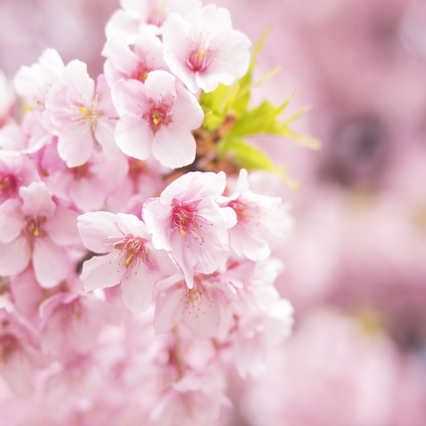 錯過等一年 | 日本櫻花季邀您共赴一場春天的花の限定