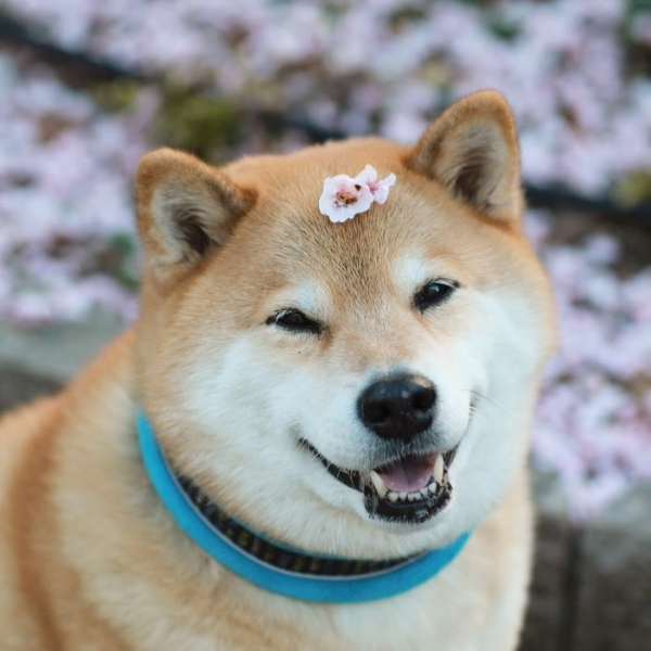 怎麼可以這麼可愛？「超呆萌肥柴賞櫻」在日本瞬間爆紅　網友：好想揉臉！！