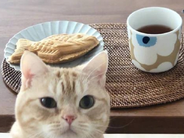 總是想偷吃一口！日本可愛小橘貓「茶太郎」融化網友的心　最愛擺姿勢與美食拍照！