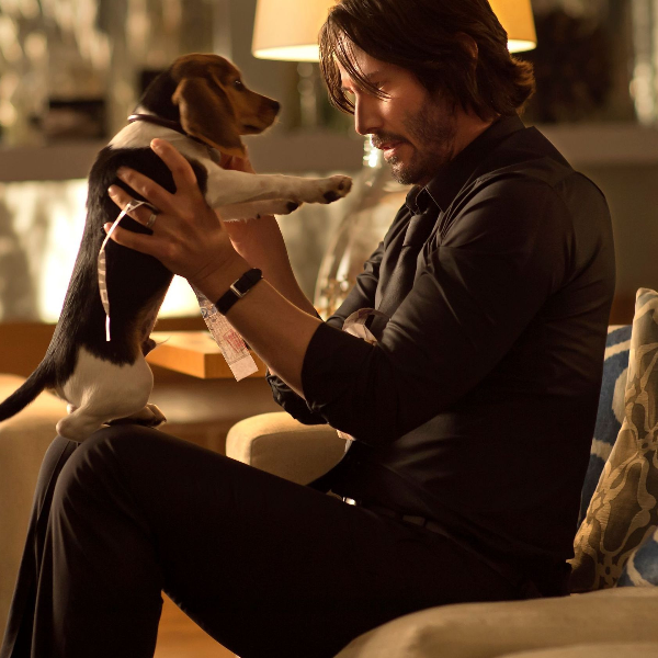 《捍衛任務 3》最新愛狗暖心片段釋出！觀眾終於鬆一口氣：「這次狗狗安全了！」