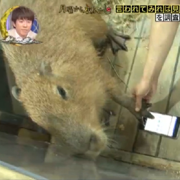 水豚表情超無奈！日本節目《月曜夜未央》調查「動物可以滑手機嗎？」　貓、馬全都測！