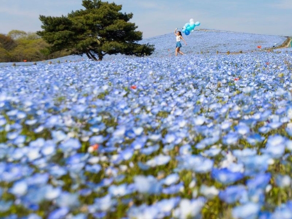 必讀！東京近郊粉蝶藍花海 | 國營常陸海濱公園賞花攻略 2019
